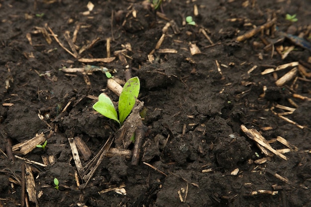 A young green sprout grows in the ground ecosystem ecocolia chernozem