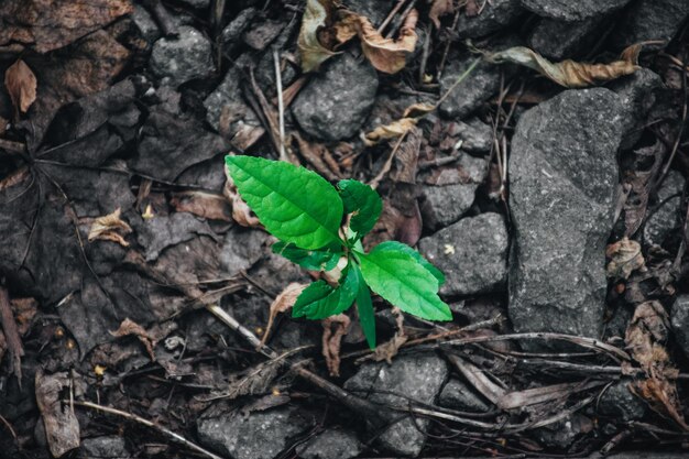 Young green sprout grows through the asphalt and stones as a symbol of ecological problems and hope.