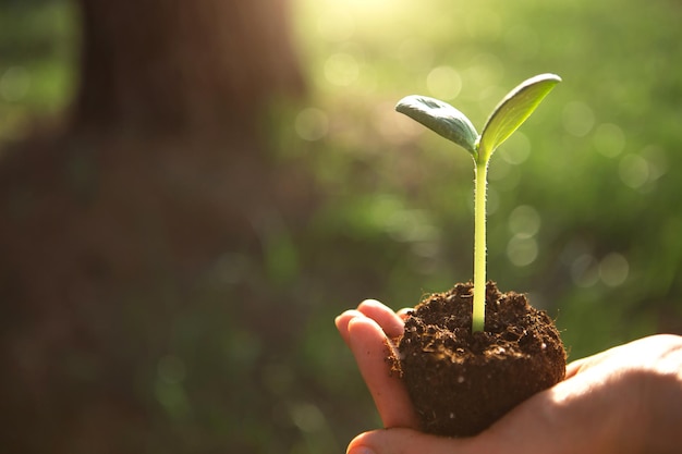 大きな木の背景に太陽の光の中で手に若い緑の芽自然な苗木環境にやさしい新しい生活コンセプト大きなは小さな開発から始まります平和ケアの高さコピースペース