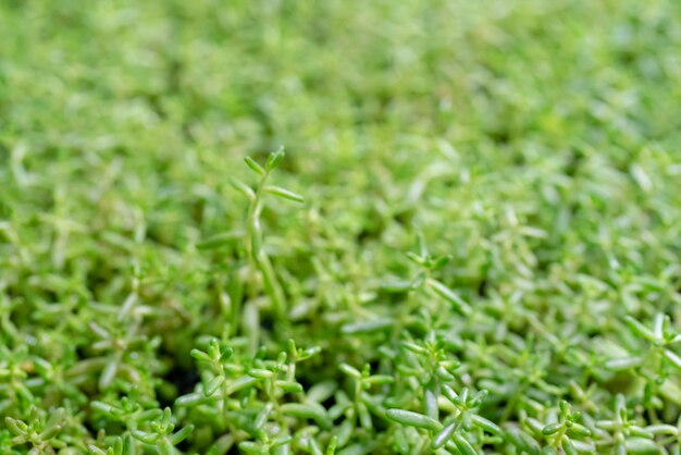 Young, green sprouts in the field.