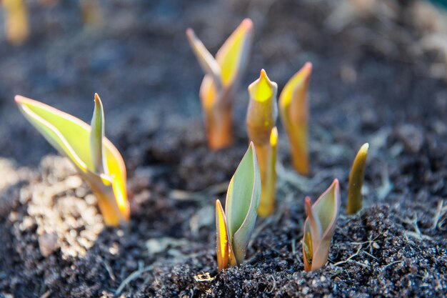 Young green sprouts of flowers in the garden bed on Sunny spring day sunlight on sprout tulips