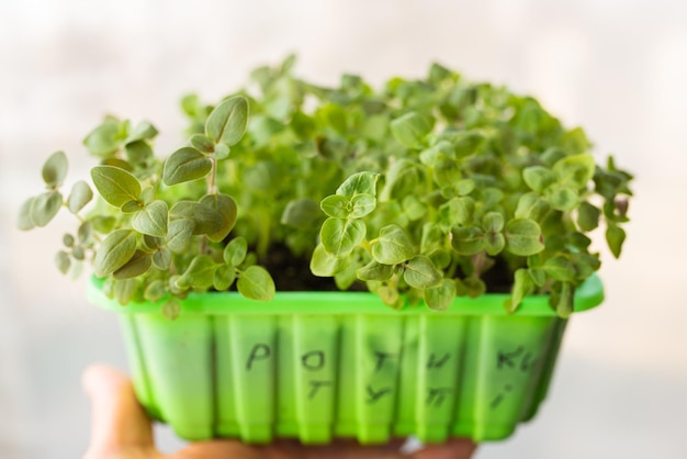 白い背景の上の緑のコンテナに農業野菜の苗の若い緑の芽