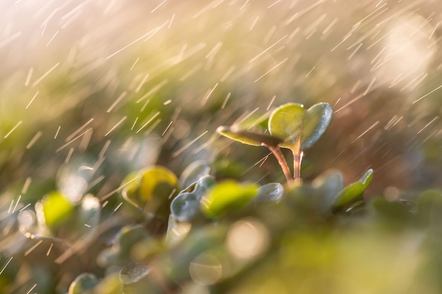 Foto giovani germogli verdi / piantine di rucola sotto le gocce di pioggia