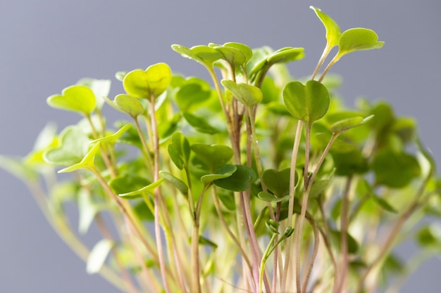 Young green sprouts/seedlings arugula