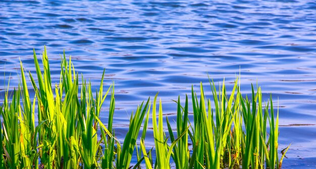 Photo young green stems sedge on the background  blue water in the river