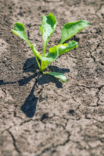 Young green sugar beet