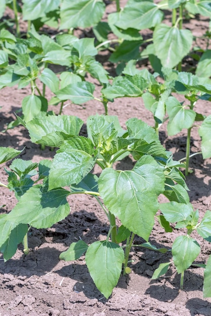 Young green sunflower plants. Field young sunflower.