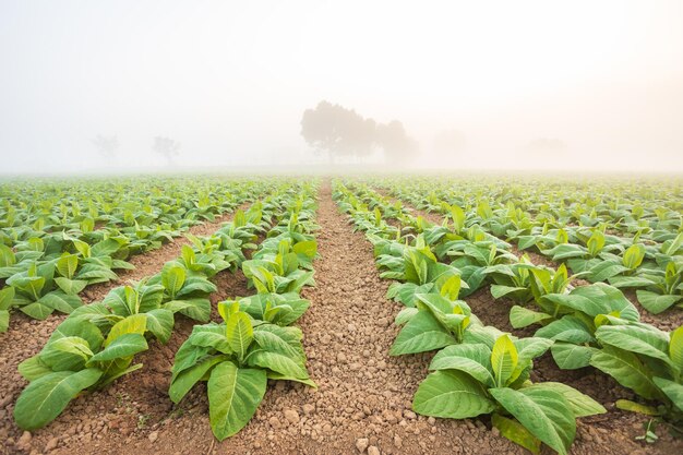 Giovane pianta di tabacco verde nel campo alla provincia di sukhothai del nord della tailandia