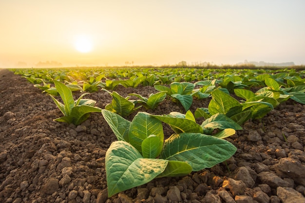 Young green tobacco plant in field at Sukhothai province northern of Thailand