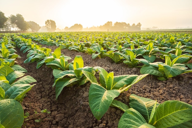 Young green tobacco plant in field at Sukhothai province northern of Thailand