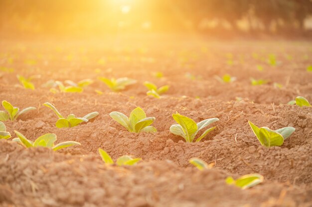 Young green tobacco plants in field