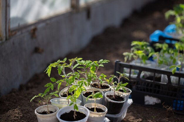 Young green tomato seedling in the greenhouse.