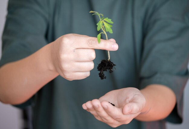 手に持った若い緑のトマトの苗 野菜や植物の苗の効果的な栽培