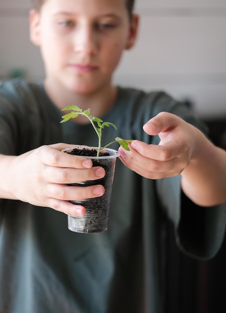 Foto giovane piantina di pomodoro verde nelle mani coltivazione efficace di piantine vegetali e vegetali