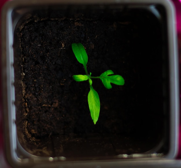 Young green tomato seedlings in a seedling tray closeup view from above