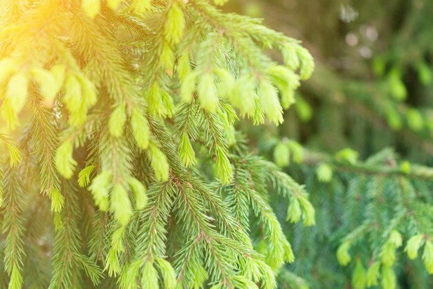 Young green tree branches with sunlight