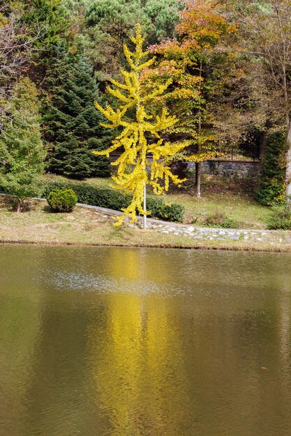 Foto il giovane albero verde cresce nella natura