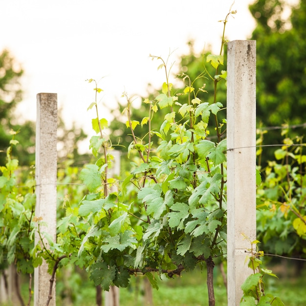 Young green vineyard rows in the spring