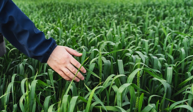 Молодые зеленые поля пшеницы. Крупный план руки человека касаясь ушей пшеницы. Концепция богатого урожая. Фермер или агроном проверяет урожай.
