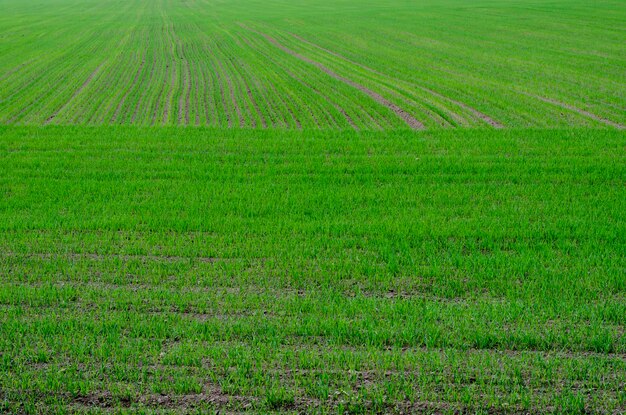 Young green wheat in the field