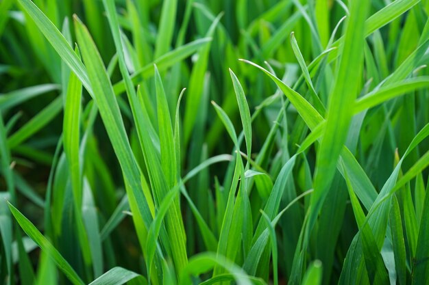 Young green wheat grows in a field. Close-up.