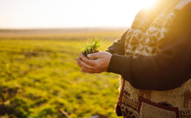 Young Green wheat seedlings in the hands of a farmer Agriculture organic gardening planting