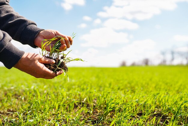 농부 Agronomist의 손에 있는 어린 녹색 밀 묘목은 호밀의 새싹을 확인하고 탐구합니다