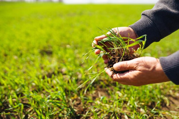 농부 Agronomist의 손에 있는 어린 녹색 밀 묘목은 호밀의 새싹을 확인하고 탐구합니다