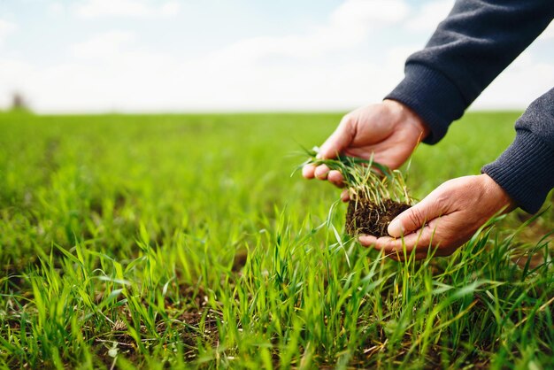 농부 Agronomist의 손에 있는 어린 녹색 밀 묘목은 호밀의 새싹을 확인하고 탐구합니다