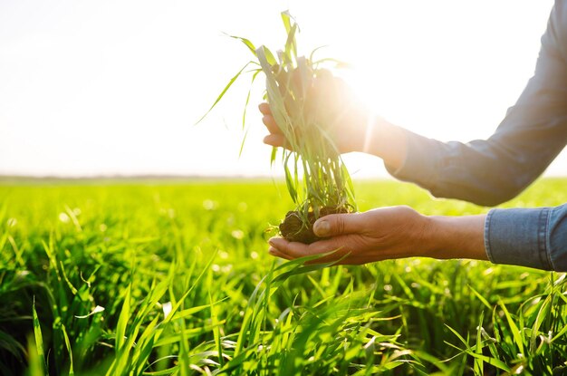 Young Green wheat seedlings in the hands of a farmer Checking wheat field progress