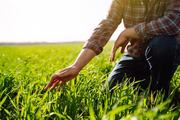 Young Green wheat seedlings in hands of farmer Male farmer looking at the produce before harvesting