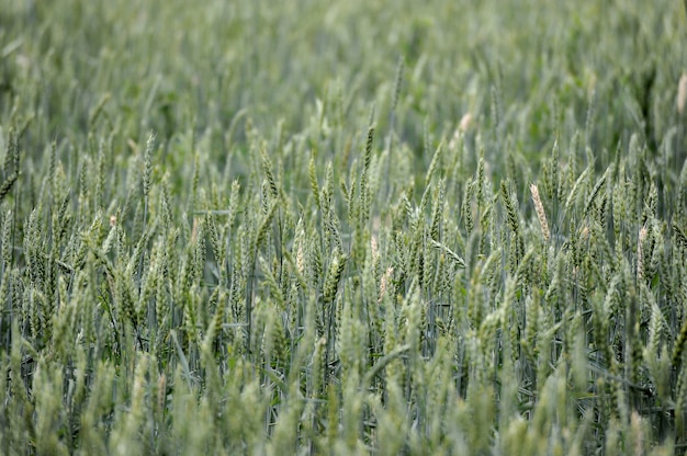 Grano verde giovane