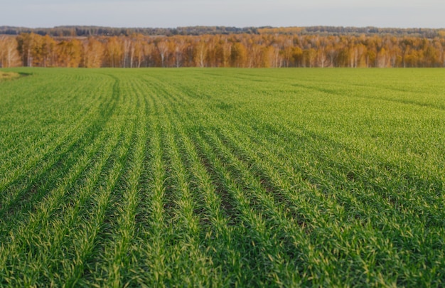 young green winter wheat in the field Green field