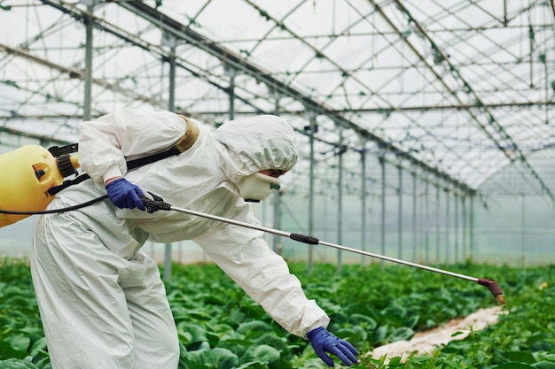 Young greenhouse female worker in full white protective uniform watering plants inside of hothouse