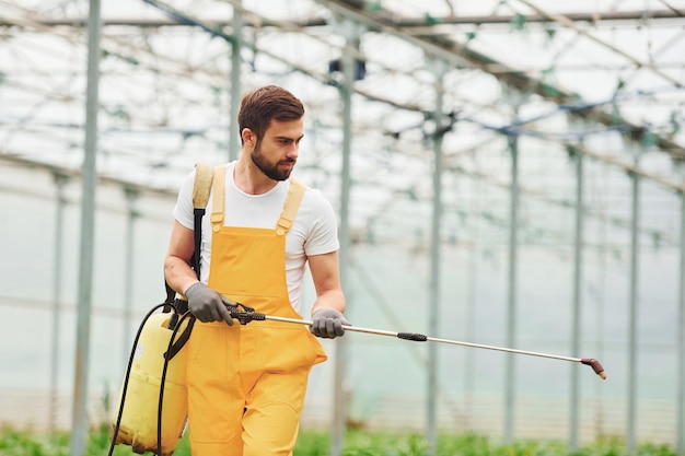 Young greenhouse worker in yellow uniform watering plants by using special equipment inside of hothouse