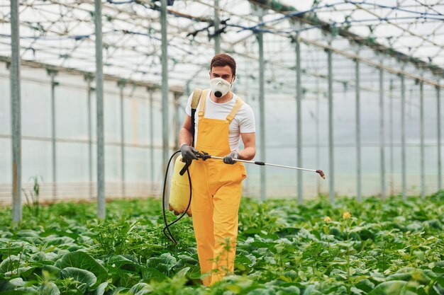 Young greenhouse worker in yellow uniform and white protective mask watering plants by using special equipment inside of hothouse