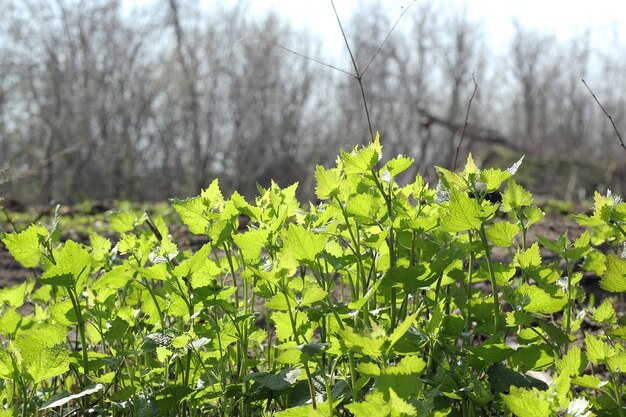 Young greens leaves in the spring forest