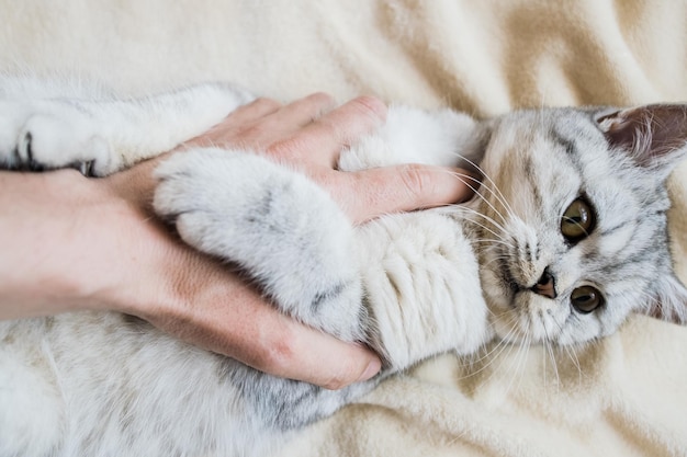사진 어린 회색 고양이 모피 혈통이 있는 애완 동물 실내슬로우 모션귀여운 고양이 노는 소녀