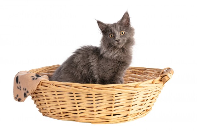 Young grey maine coon cat  in basket