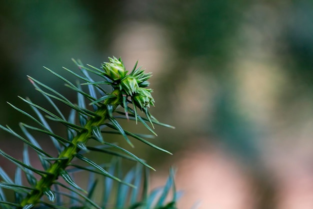 Young growing branches of Cossack juniper Juniperus sabina Tamariscifolia on blurred background of green grass. Selective focus. Evergreen landscape garden. Sunny spring day. Nature concept for design