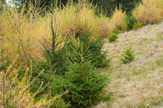 若い成長する針葉樹林の緑の植栽自然と森林の回復森林伐採の概念