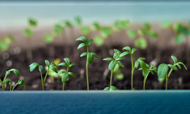 Photo young growing seedlings.