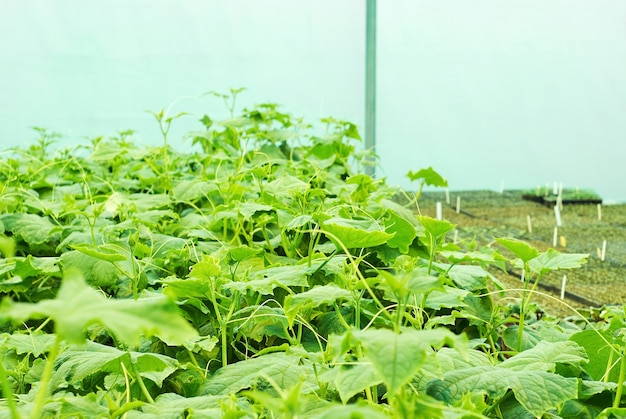 Young growth of cucumber vines on the background of blurry boxes with seedlings