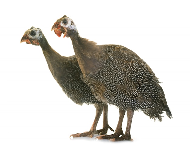 young Guineafowls