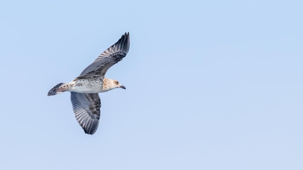 Young gull in flight over the sea Close up