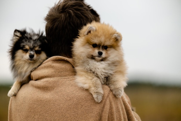 A young guy holds his Pomeranian dogs in his arms Walking with Pomeranians in the park in autumn Breeding care and care of Pomeranian puppies