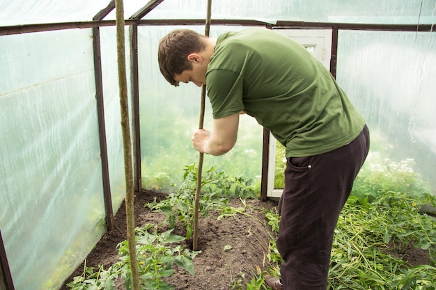 A young guy inserts a prop into the ground to tie tomatoes He does it in the greenhouse