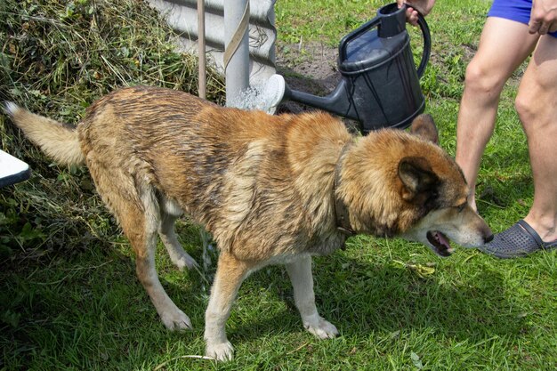 Foto un ragazzo versa un grosso cane rosso da un annaffiatoio