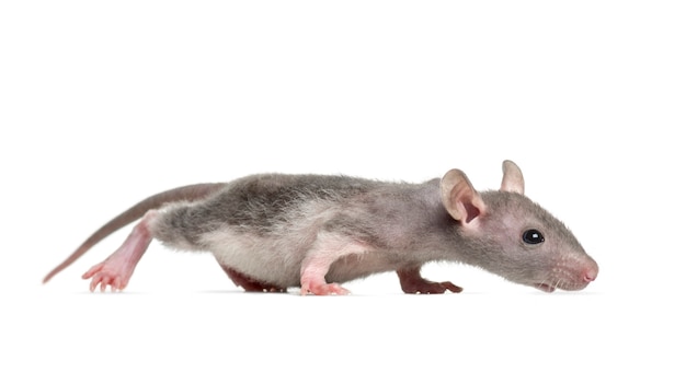 Photo young hairless rat, isolated on white