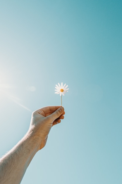 A young hand grabbing a daisy in the air